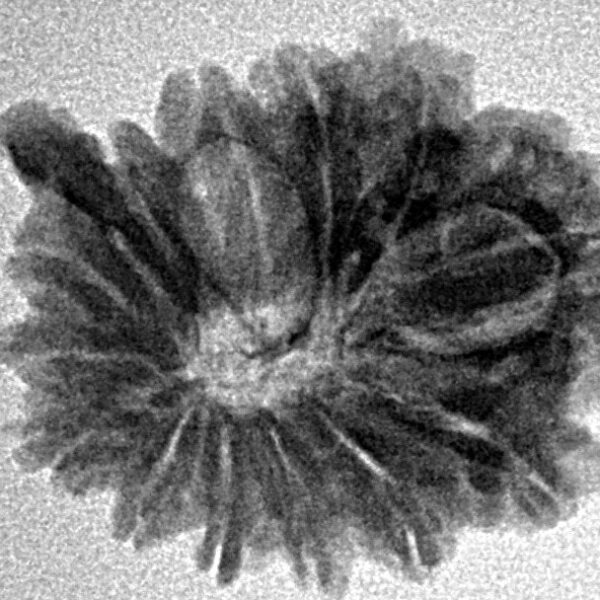 13 Mukhi Ganesh 21.6mm 2.65gm - Inverse xray