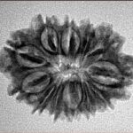 12 Mukhi Rudraksha 26.6mm 3.27gm - Inverse xray