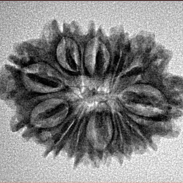 12 Mukhi Rudraksha 26.6mm 3.27gm - Inverse xray