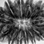 12 Mukhi Rudraksha 32.1mm 7.69gm - Inverse xray