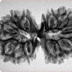 13 Mukhi Gaurishankar 33.9mm 4.61gm - Inverse xray