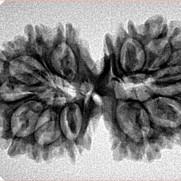13 Mukhi Gaurishankar 33.9mm 4.61gm - Inverse xray