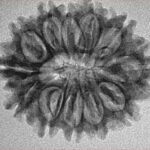 12 Mukhi Rudraksha 27.6mm 3.75gm - Inverse xray