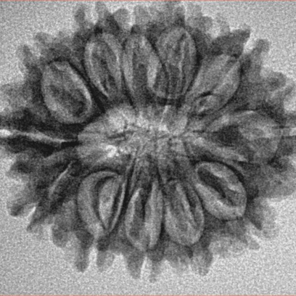 12 Mukhi Rudraksha 27.6mm 3.75gm - Inverse xray