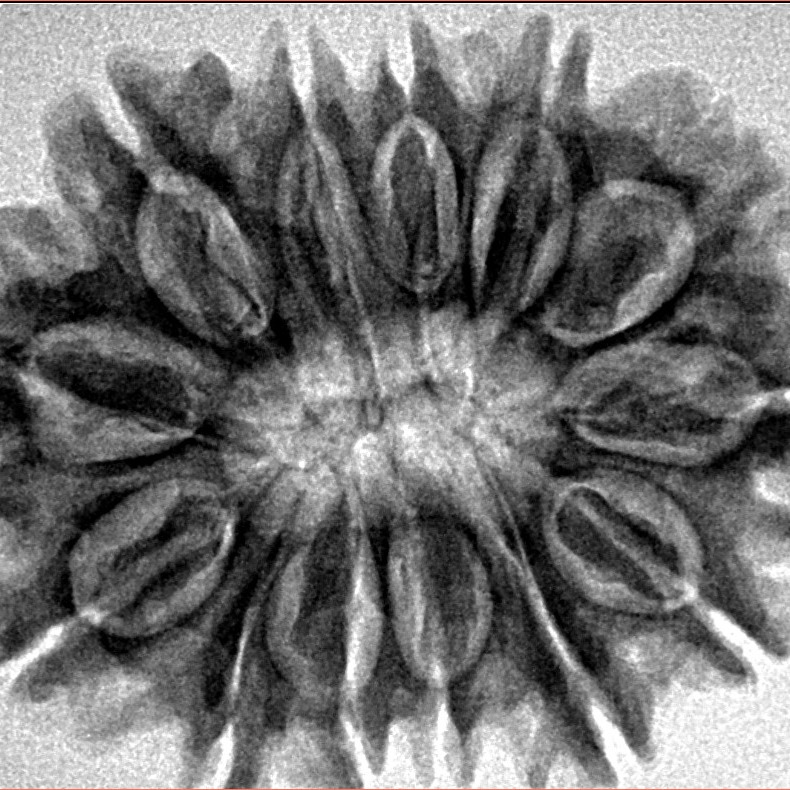 13 Mukhi Rudraksha 31.6mm 6gm - Inverse xray