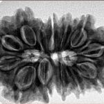 13 Mukhi Gaurishankar 33.1mm 7.29gm - Inverse xray