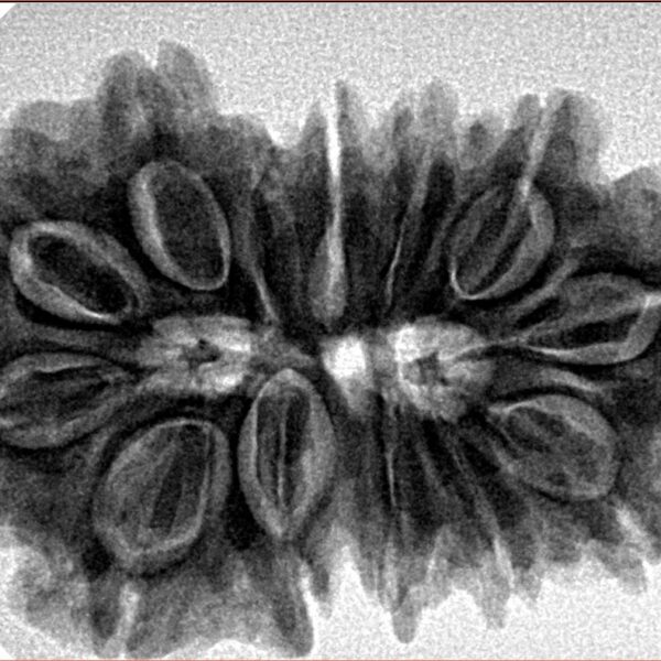 13 Mukhi Gaurishankar 33.1mm 7.29gm - Inverse xray