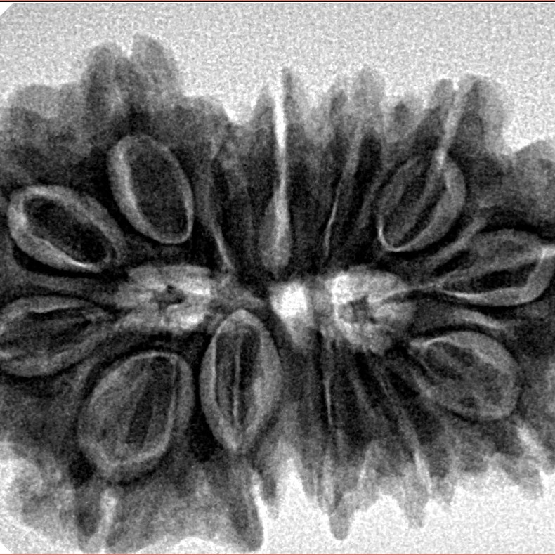 13 Mukhi Gaurishankar 33.1mm 7.29gm - Inverse xray