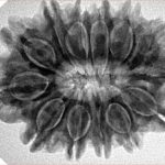 13 Mukhi Rudraksha 31.4mm 6.25gm - Origin: Nepal - Inverse xray