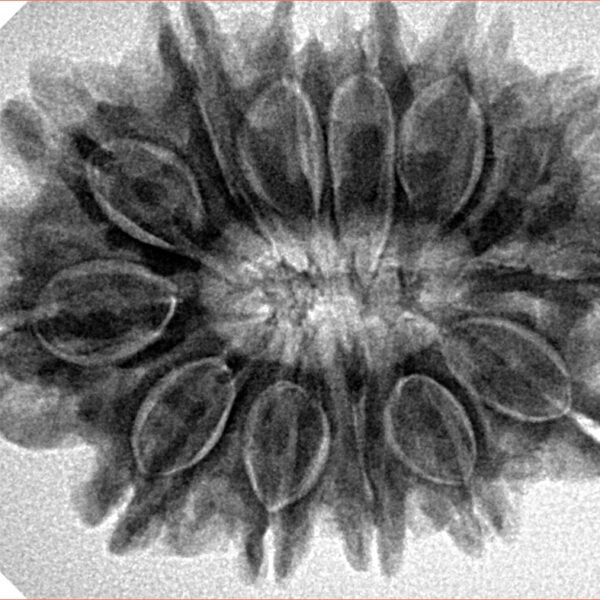 13 Mukhi Rudraksha 31.4mm 6.25gm - Origin: Nepal - Inverse xray