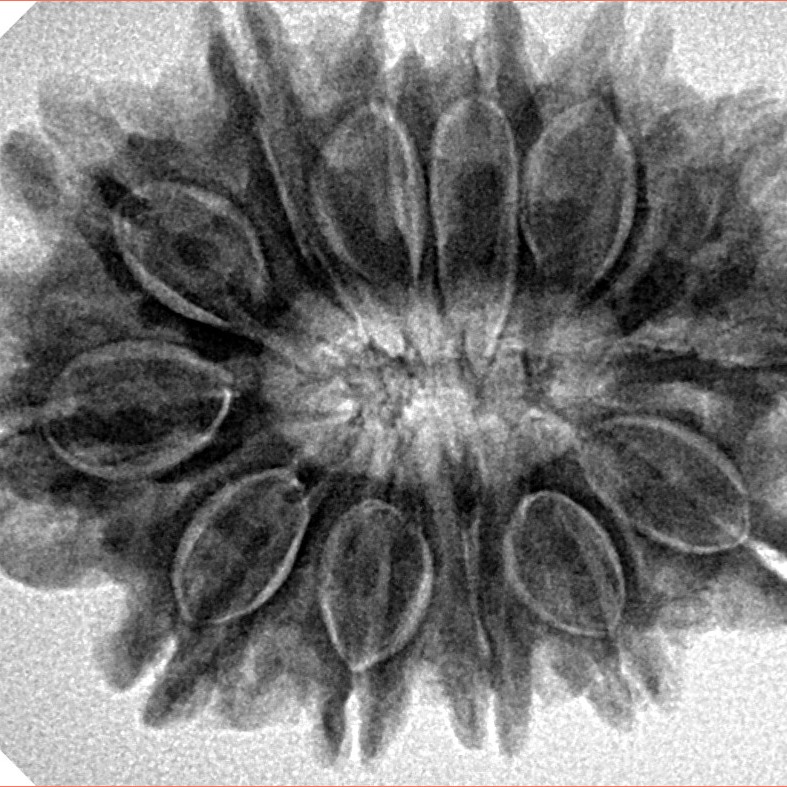 13 Mukhi Rudraksha 31.4mm 6.25gm - Origin: Nepal - Inverse xray