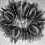 13 Mukhi Rudraksha 22.6mm 3.54gm - Inverse xray