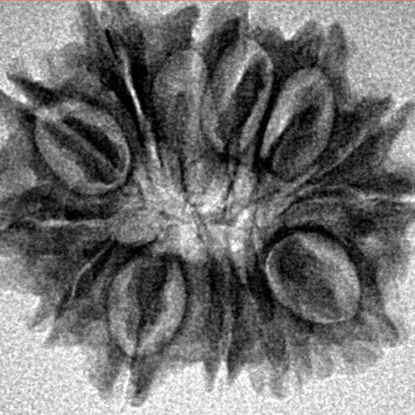 13 Mukhi Rudraksha 22.6mm 3.54gm - Inverse xray