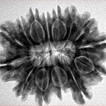 14 Mukhi Rudraksha 27.4mm 5gm - Inverse xray