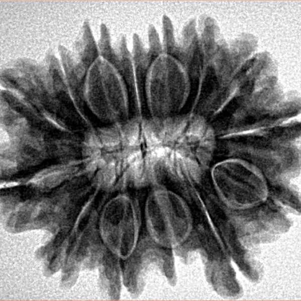 14 Mukhi Rudraksha 27.4mm 5gm - Inverse xray