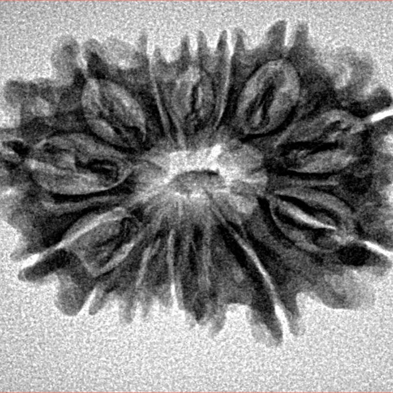 14 Mukhi Rudraksha 28.4mm 3.55gm - Inverse xray