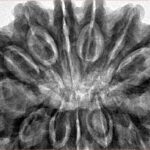 13 Mukhi Rudraksha 36.4mm 9.82gm - Inverse xray