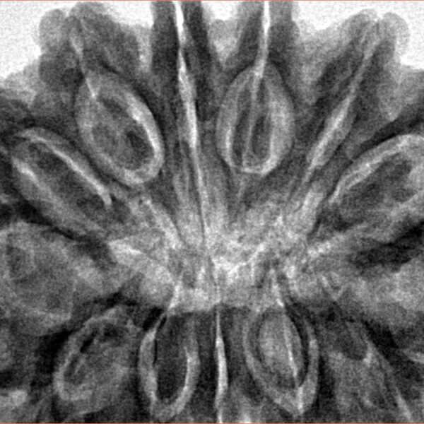 13 Mukhi Rudraksha 36.4mm 9.82gm - Inverse xray