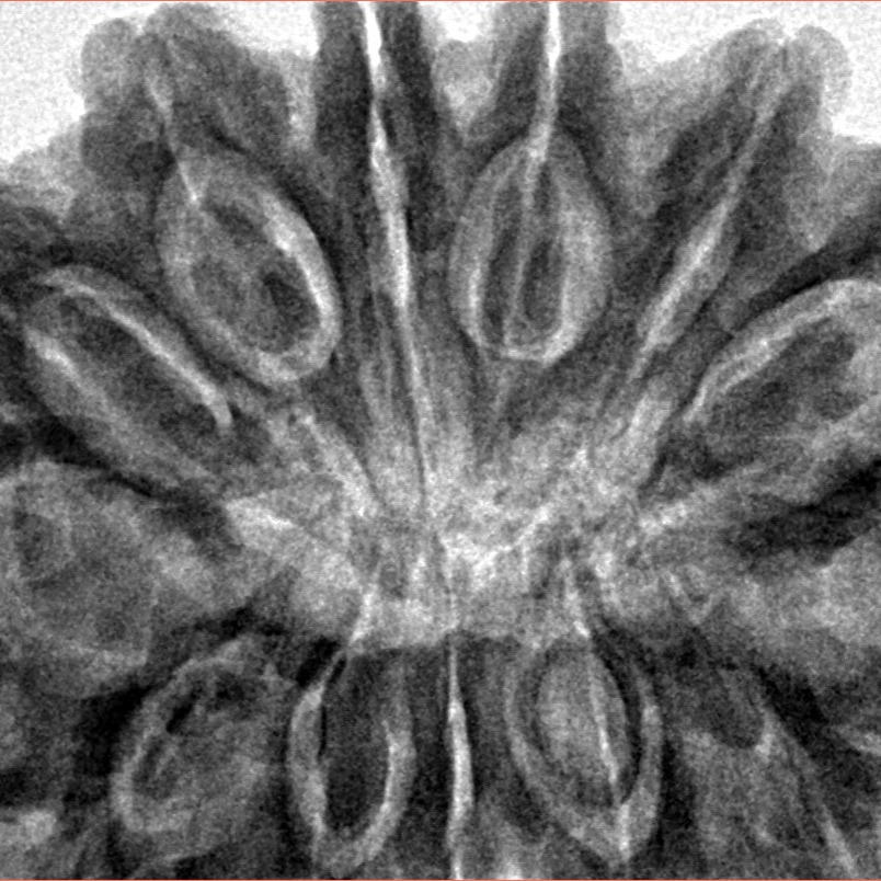 13 Mukhi Rudraksha 36.4mm 9.82gm - Inverse xray
