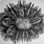 12 Mukhi Rudraksha 28.3mm 4.79gm - Inverse xray