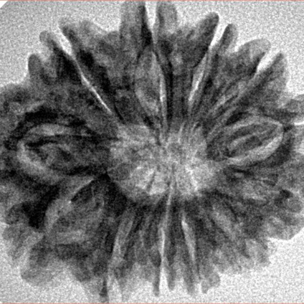 12 Mukhi Rudraksha 28.3mm 4.79gm - Inverse xray