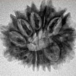 13 Mukhi Rudraksha 24mm 3gm - Inverse xray