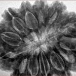 13 Mukhi Rudraksha 35mm 9.35gm - Inverse xray