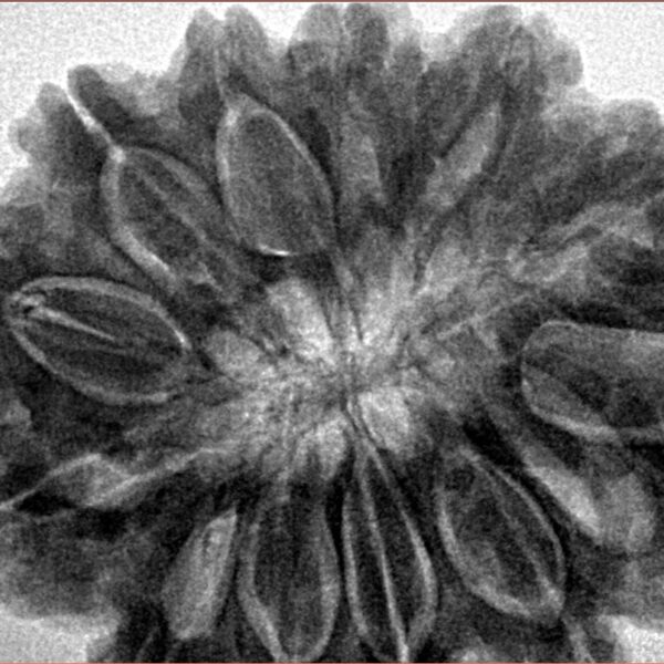 13 Mukhi Rudraksha 35mm 9.35gm - Inverse xray