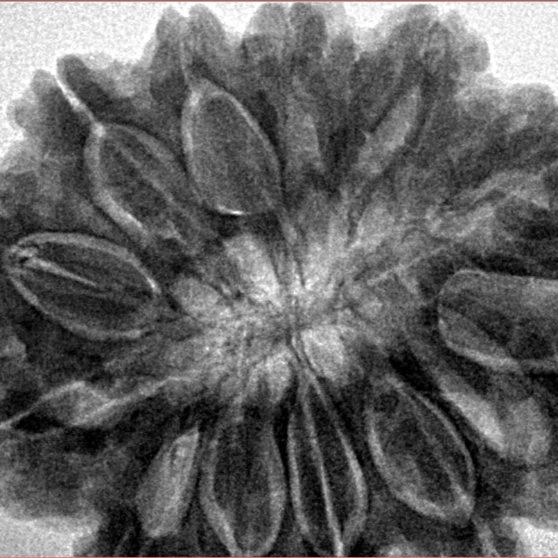 13 Mukhi Rudraksha 35mm 9.35gm - Inverse xray