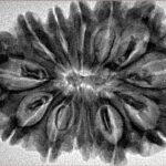 13 Mukhi Rudraksha 34.1mm 6.15gm - Inverse xray