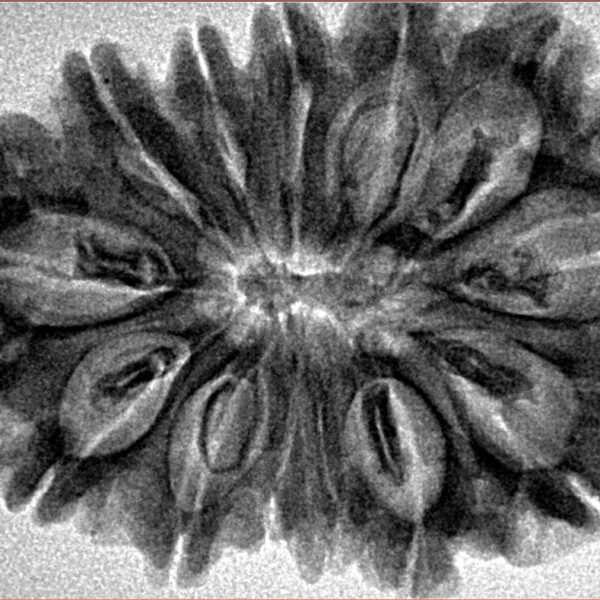 13 Mukhi Rudraksha 34.1mm 6.15gm - Inverse xray