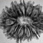 12 Mukhi Rudraksha 26.7mm 3.38gm - Inverse xray