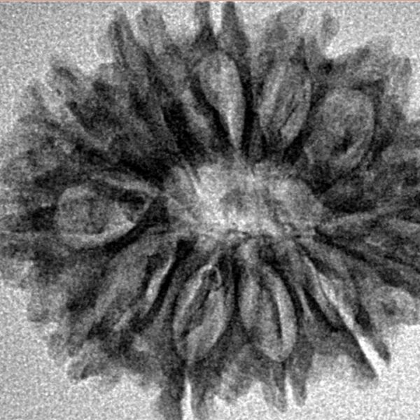 12 Mukhi Rudraksha 26.7mm 3.38gm - Inverse xray