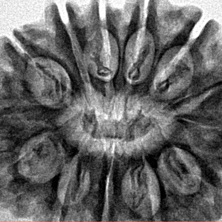 13 Mukhi Rudraksha 31.1mm 6.58gm - Inverse xray