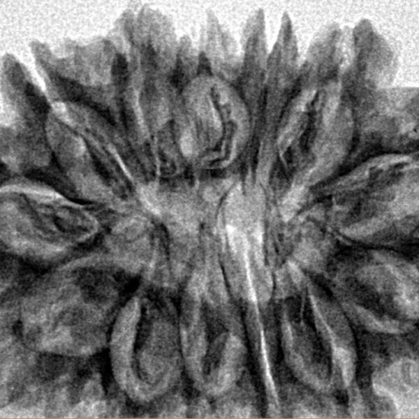 13 Mukhi Rudraksha 31.6mm 5.31gm - Inverse xray