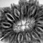 13 Mukhi Rudraksha 34.1mm 8.41gm - Inverse xray