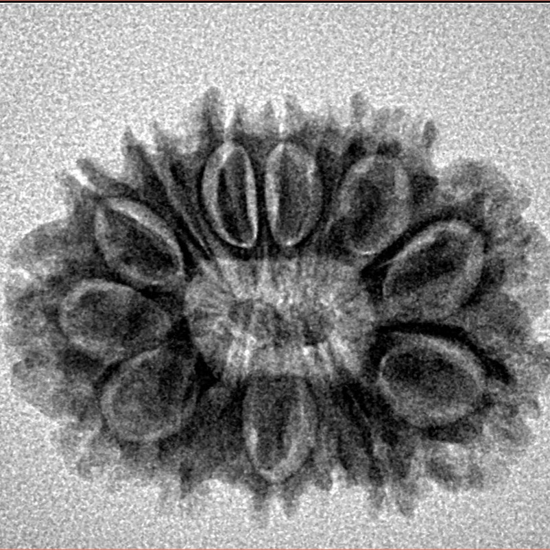 14 Mukhi Rudraksha 25.2mm 3.13gm - Inverse xray