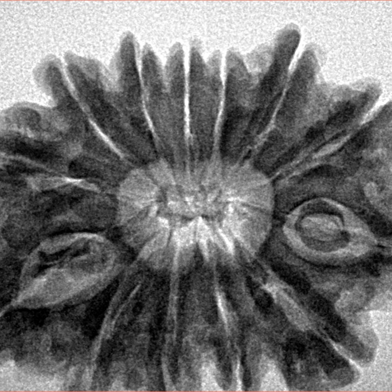 13 Mukhi Rudraksha 30.9mm 6.06gm - Inverse xray