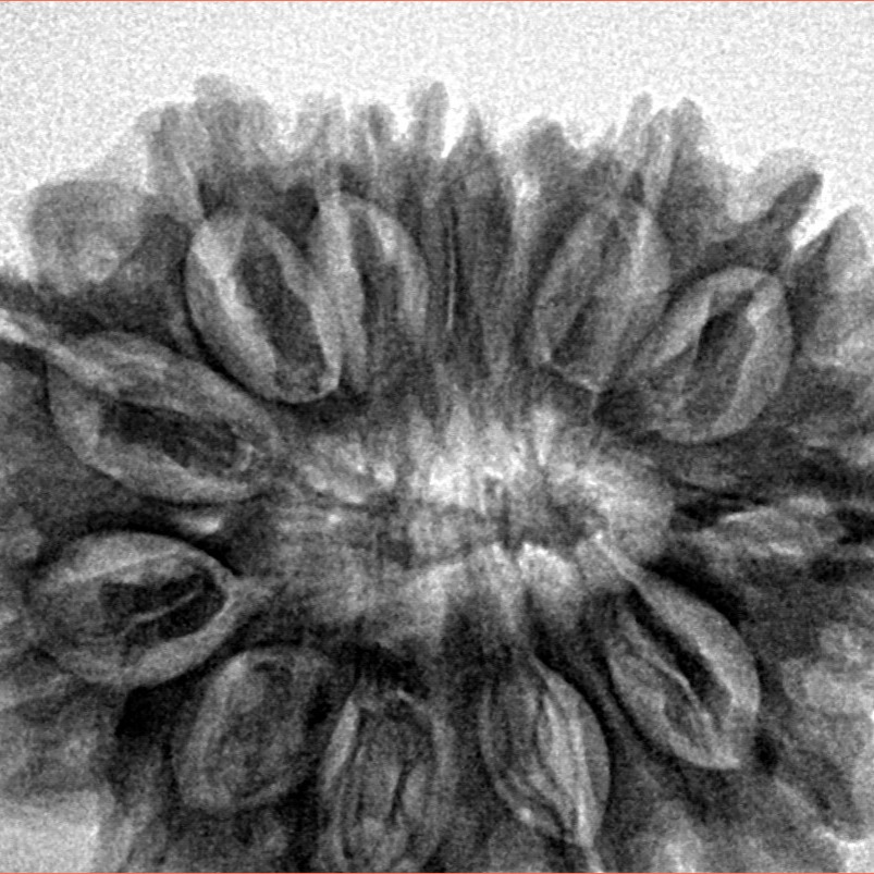 13 Mukhi Rudraksha 31.3mm 6.75gm - Inverse xray