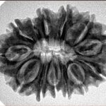 13 Mukhi Rudraksha 29.1mm 5.06gm - Inverse xray