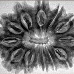 13 Mukhi Rudraksha 33.4mm 6.33gm - Inverse xray