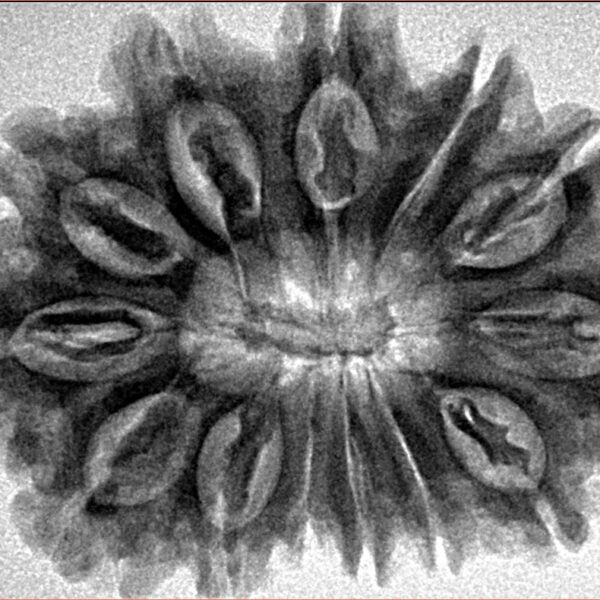 13 Mukhi Rudraksha 33.4mm 6.33gm - Inverse xray