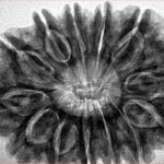 13 Mukhi Rudraksha 34.2mm 7.87gm - Inverse xray