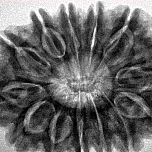 13 Mukhi Rudraksha 34.2mm 7.87gm - Inverse xray