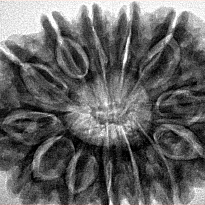 13 Mukhi Rudraksha 34.2mm 7.87gm - Inverse xray