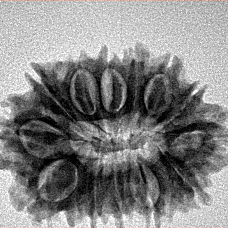 14 Mukhi Rudraksha 25.8mm 3.34gm - Inverse xray