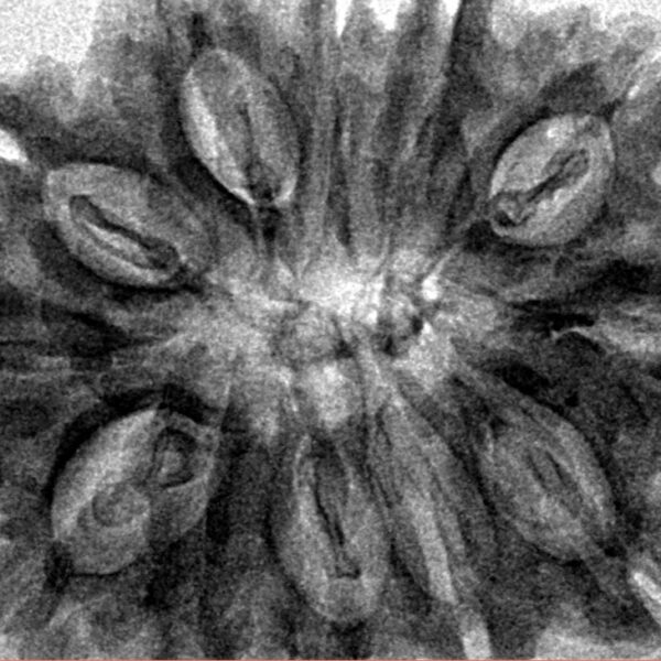 12 Mukhi Rudraksha 32.2mm 4.89gm - Inverse xray