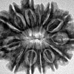 13 Mukhi Rudraksha 27.4mm 4.4gm - Inverse xray