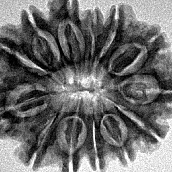 13 Mukhi Rudraksha 27.4mm 4.4gm - Inverse xray