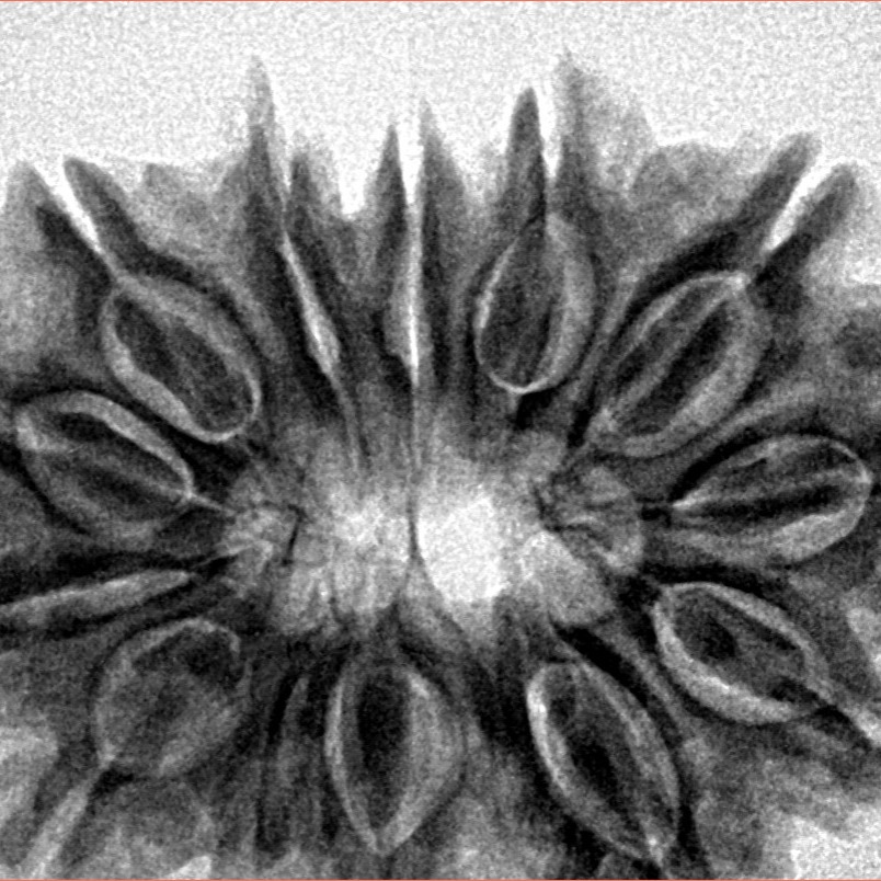 13 Mukhi Rudraksha 31.4mm 6.25gm - Inverse xray